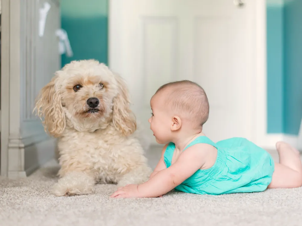 Baby lying on a light carpet next to a fluffy dog