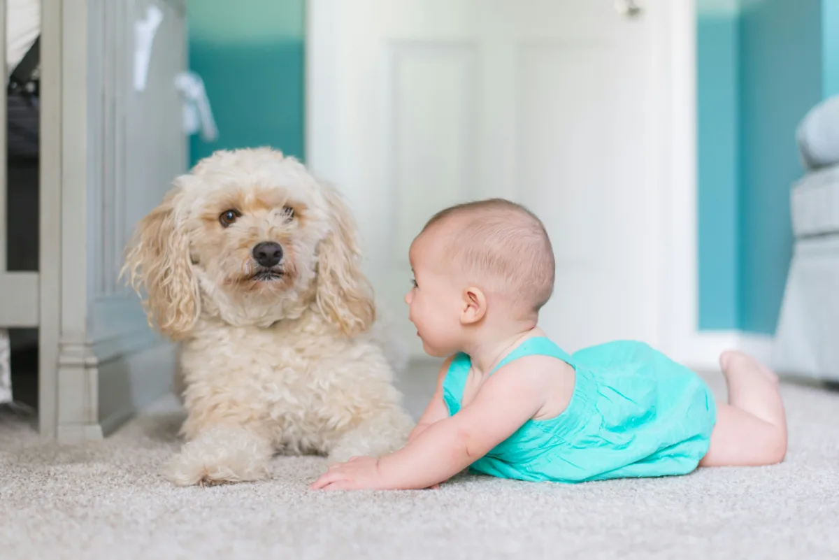 A baby and dog on freshly cleaned, safe carpet in a Cleveland home