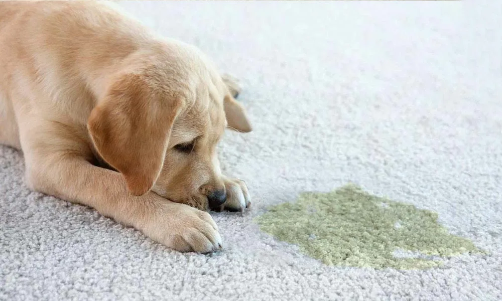 Pet Odor Removal in Cleveland, OH