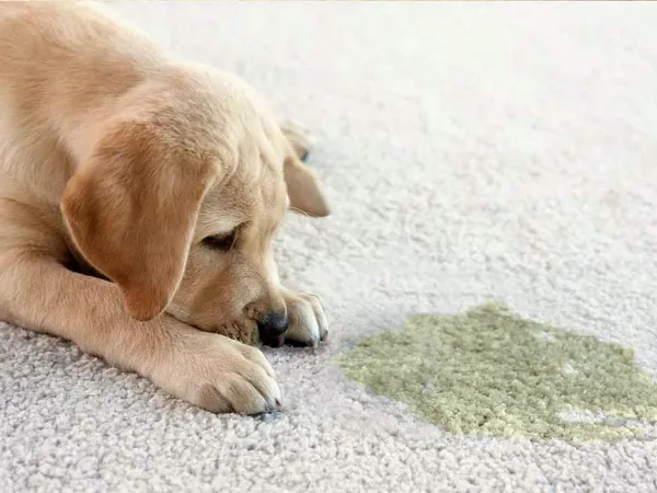 Yellow lab puppy lying on light carpet next to a fresh urine stain